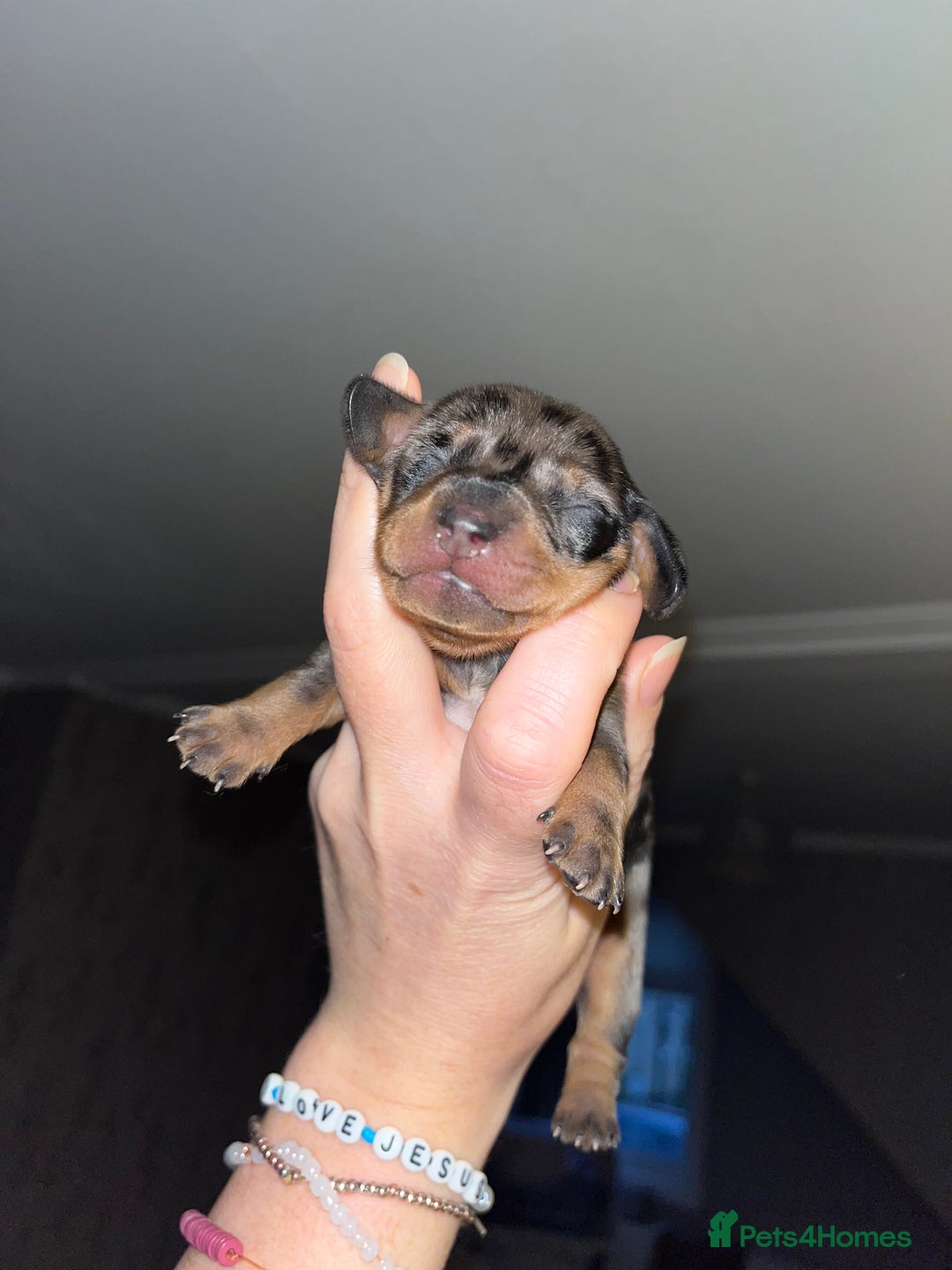 Miniature Dachshund dogs for sale: Miniature Dachshund Puppies  - Advert 16