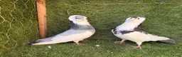 Pigeons birds for sale: Top Quality Strong Breeding Pair – Vaccinated - Advert 8