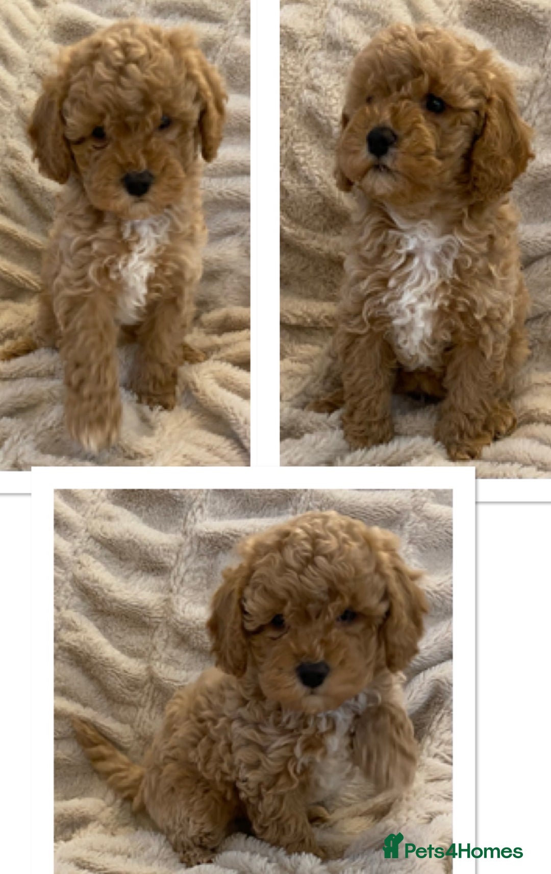 Cavapoo dogs for sale: Gorgeous Teddybear Cavapoo Puppies health checked  - Advert 3