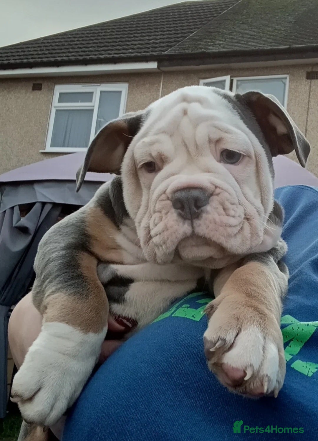 Olde English Bulldogge dogs for sale: Olde English Bulldog Female  - Advert 12