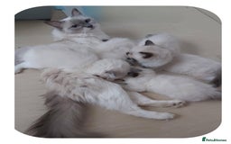 Ragdoll cats for sale: RAGDOLLS GIRLS BOYS BICOLOUR SEAL POINT BLUE EYES  - Image 2