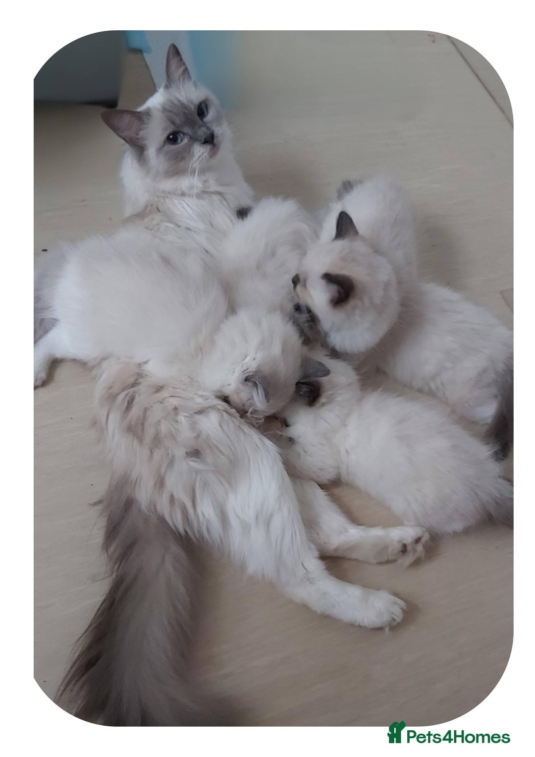 Ragdoll cats for sale: RAGDOLLS GIRLS BOYS BICOLOUR SEAL POINT BLUE EYES  - Image 2
