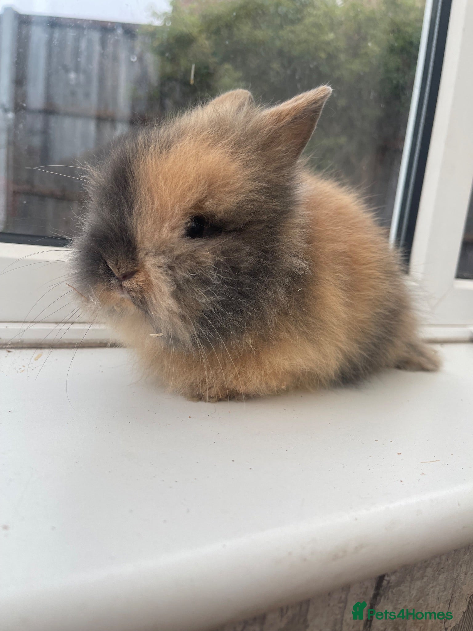 Lionhead rabbits Purebred double maned lion heads  - Advert 6