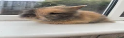 Lionhead rabbits for sale: Purebred double maned lion heads  - Advert 4