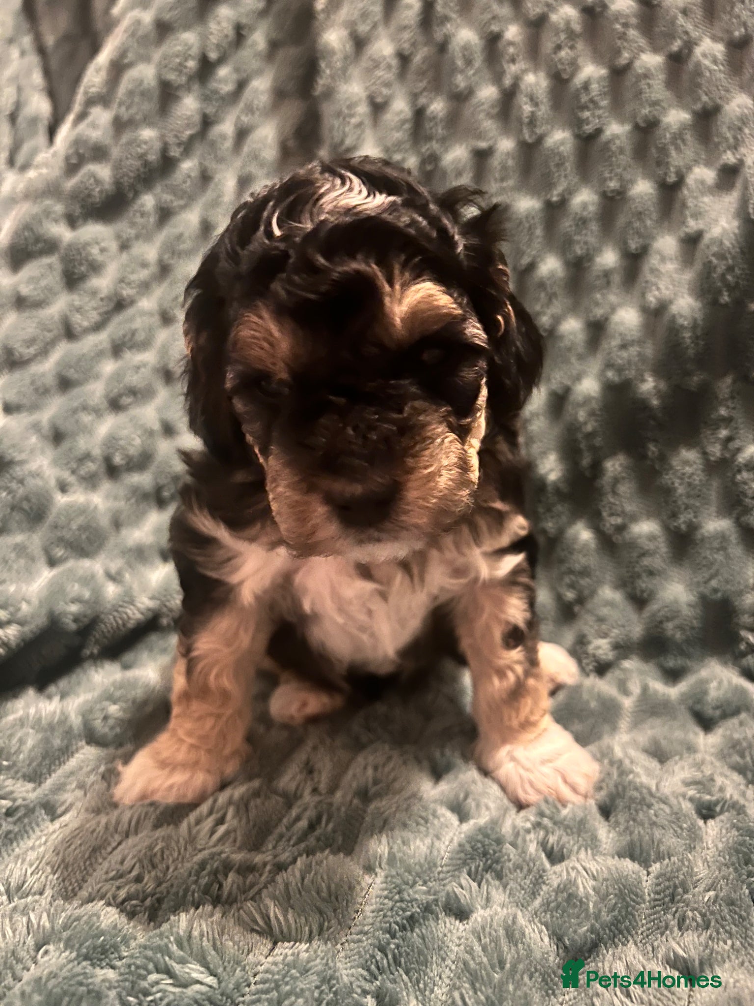 Australian Labradoodle dogs Australian labradoodle health tested ☺️ - Advert 19