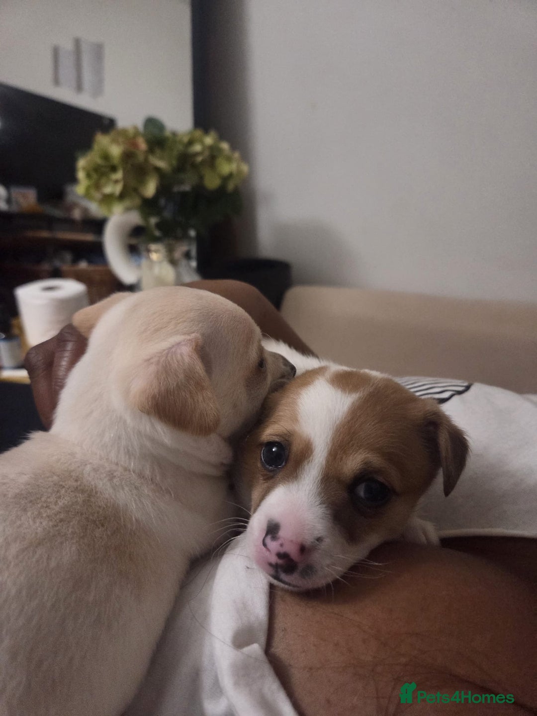 Mixed Breed dogs for sale: 2 Beautiful chihuahua boys needing a loving home  - Advert 4