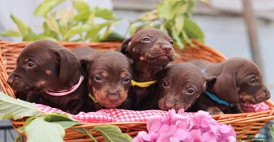 Dachshund dogs - Advert 1