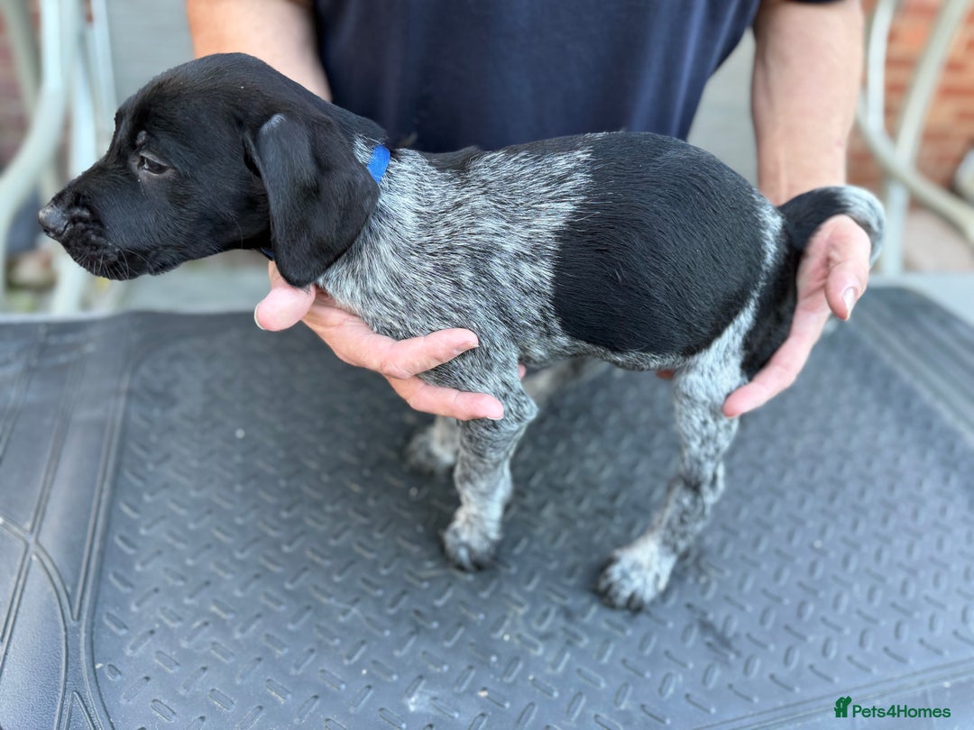 Mixed Breed dogs for sale: German shorthair pointer/wirehairpointer - Image 1