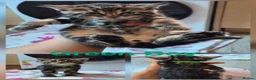 Mixed Breed cats for sale: Beautiful kittens  - Advert 5