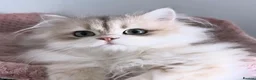 British Longhair cats for sale: Gorgeous Blue Golden British Shorthair  in Worksop - Advert 4