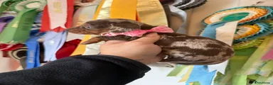Miniature Dachshund Puppy 1