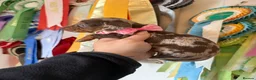 Miniature Dachshund dogs for sale: Miniature Dachshund Dapple Puppies 🐶 5🌟licensed  - Advert 39