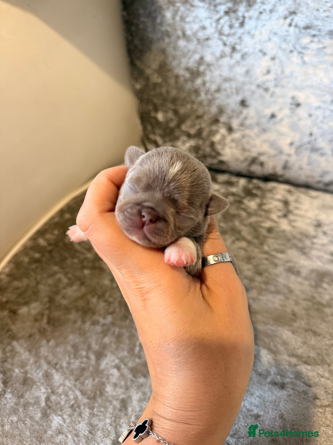 Chihuahua dogs for sale: 🩷Chihuahua puppies Thai genes🩷 - Image 7