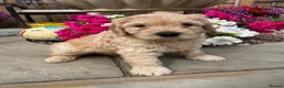 Mixed Breed dogs for sale: Stunning labradoodle puppies in Kettering - Advert 16