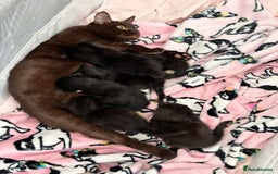 Bombay cats for sale: Kittens for sale  - Image 5