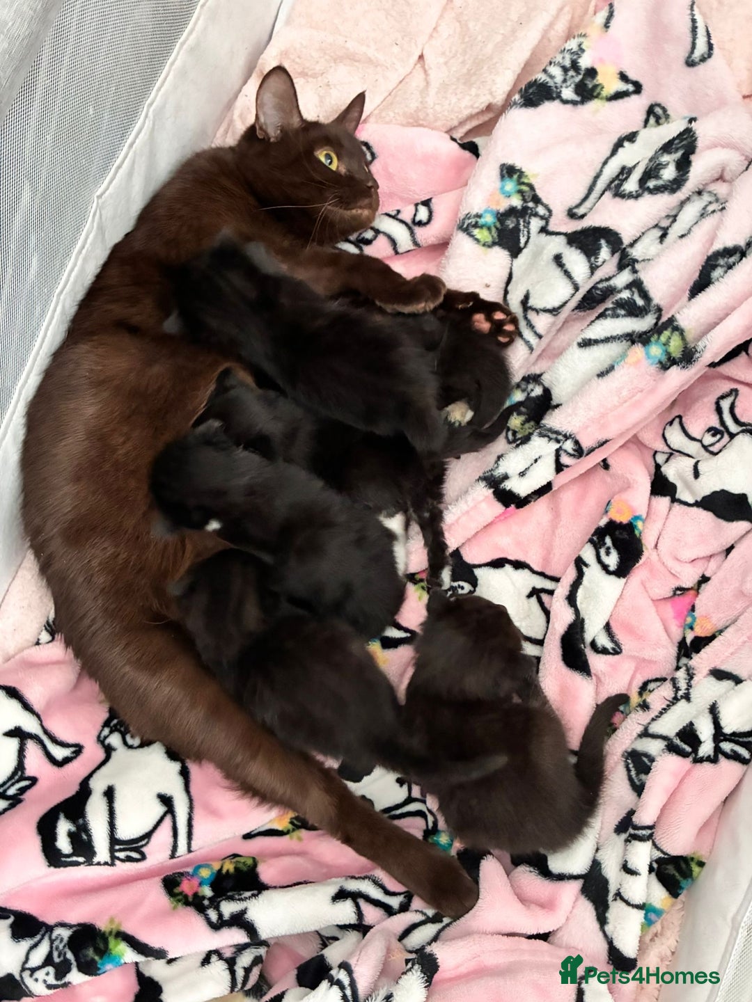 Bombay cats for sale: Kittens for sale  - Image 5