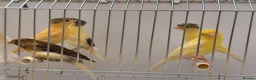 Canaries birds for sale: This year young harlequins canary’s  - Advert 2