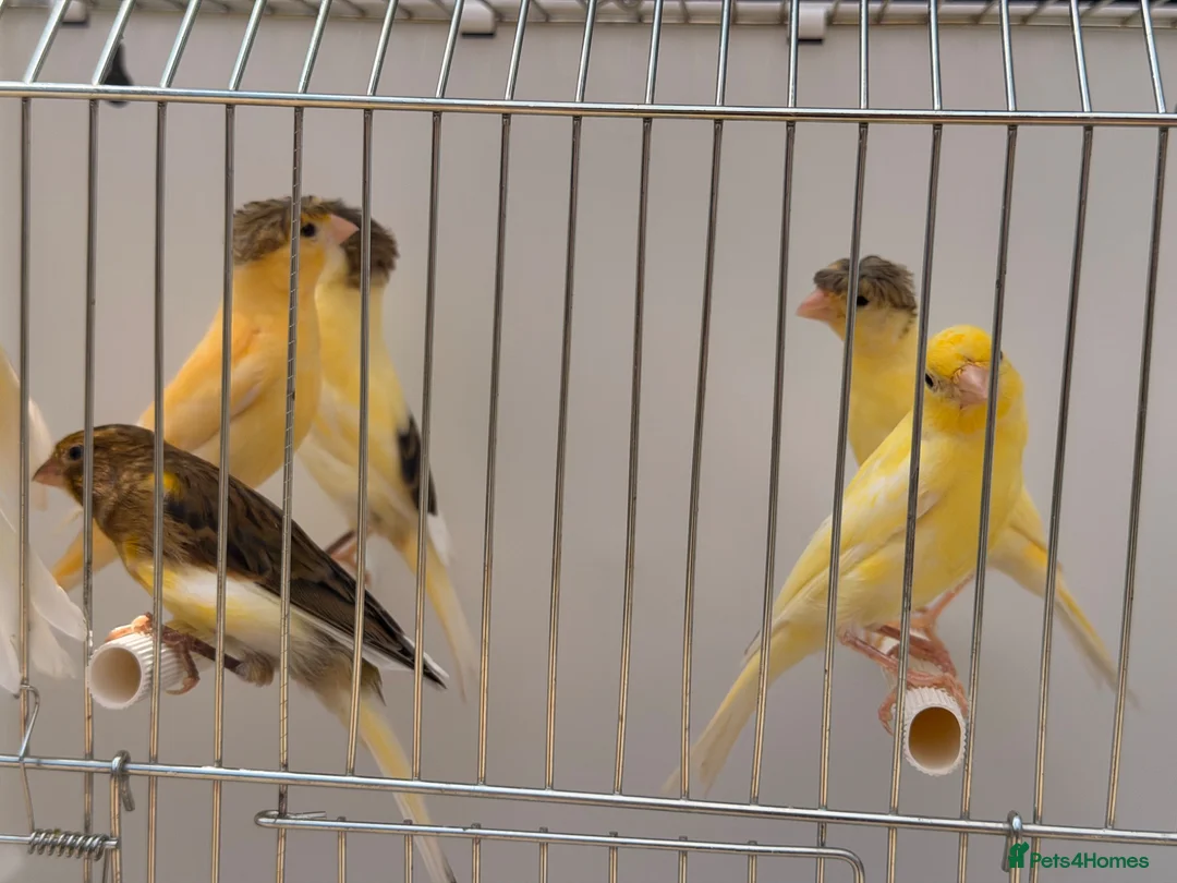 Canaries birds for sale: This year young harlequins canary’s  - Advert 2