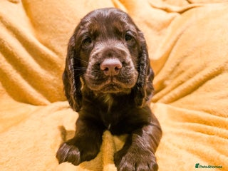 Cocker Spaniel dogs - Advert 18