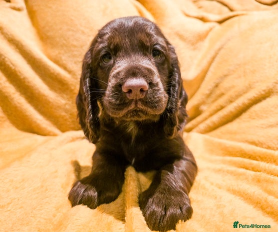 Cocker Spaniel dogs - Advert 12