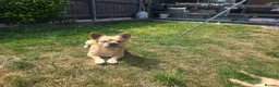French Bulldog dogs for sale: Fluffy frenchie  - Advert 2