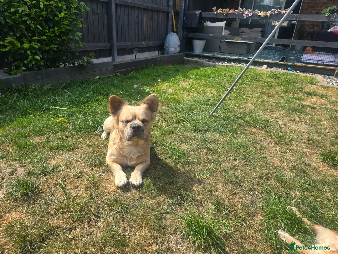 French Bulldog dogs for sale: Fluffy frenchie  - Advert 2