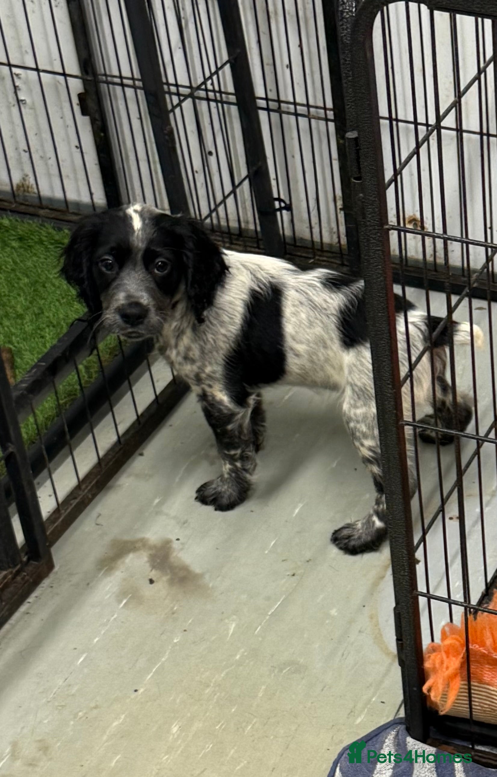 Cocker Spaniel dogs Working cocker spainel puppies  - Advert 5