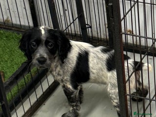 Cocker Spaniel dogs Working cocker spainel puppies - Advert 11