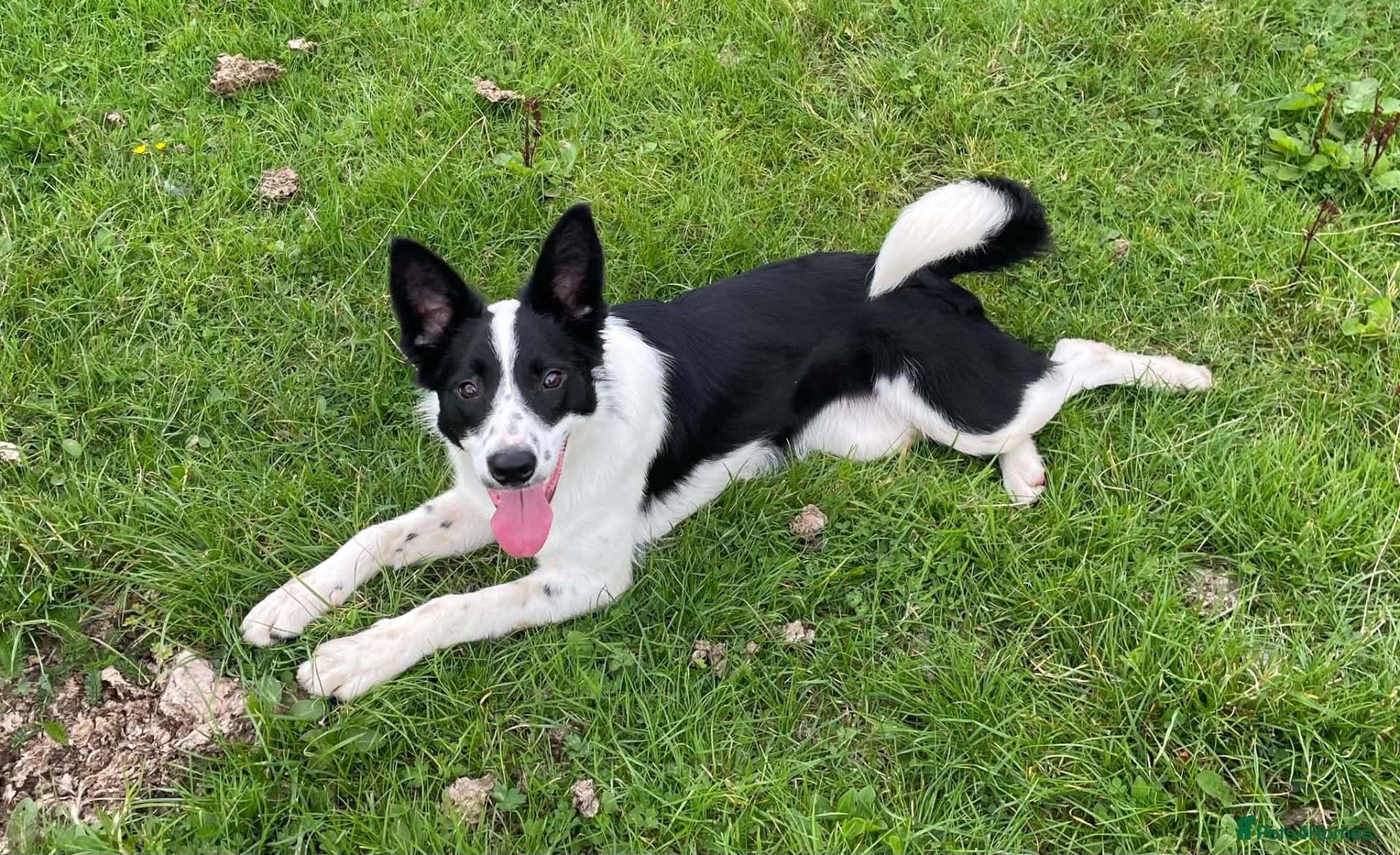 Border Collie dogs Killiebrae Sandie  - Advert 15
