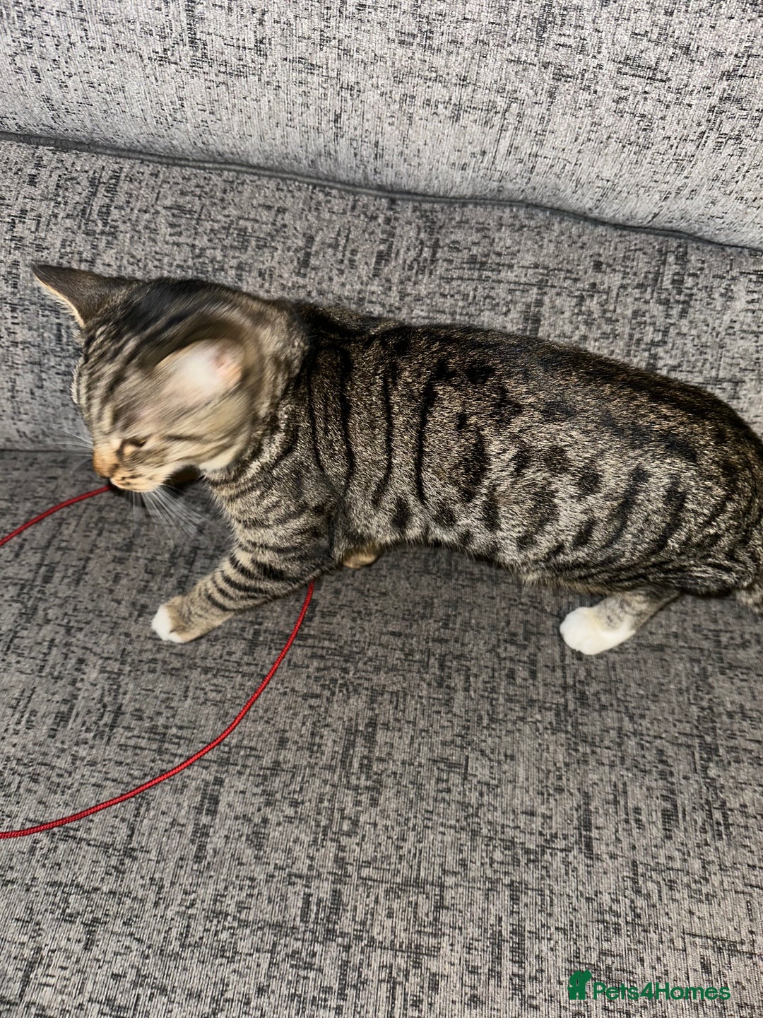 Mixed Breed cats for sale: 6 month female kitten ready for new home - Advert 4