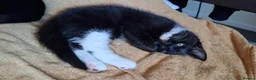 Mixed Breed cats for sale: Two little kittens looking for a home. - Advert 11