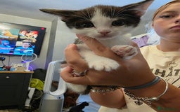 British Shorthair cats for sale: BSH cross 2 female 1 male. - Image 1