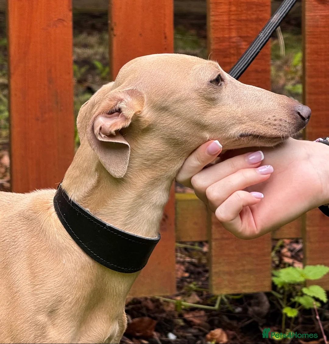 Italian Greyhound dogs for stud: Romeo italian greyhound Russian Import for stud  in Liverpool - Advert 4