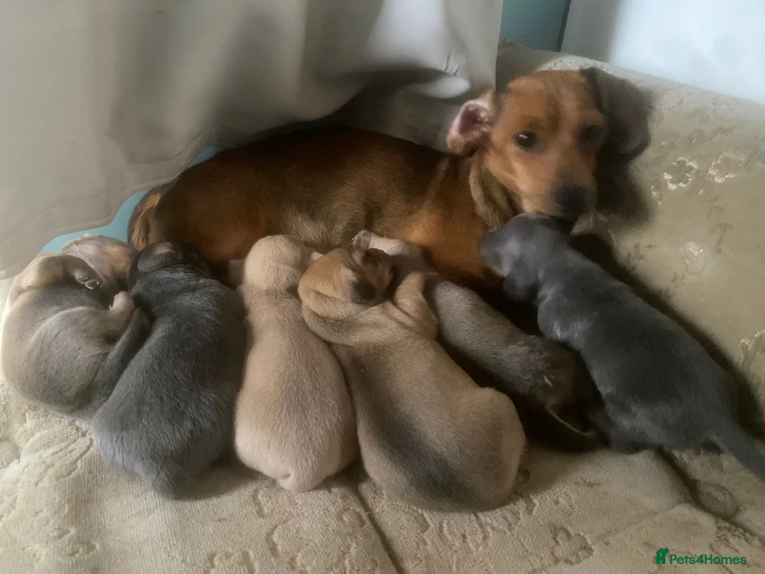 Miniature Dachshund dogs for stud: Tiny Piebald Stud with Free Ovulation Testing  in Stockton-on-Tees - Advert 21