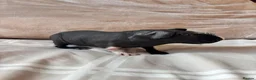 Guinea Pig rodents for sale: 2 beautiful bonded skinny pigs for sale - Advert 1