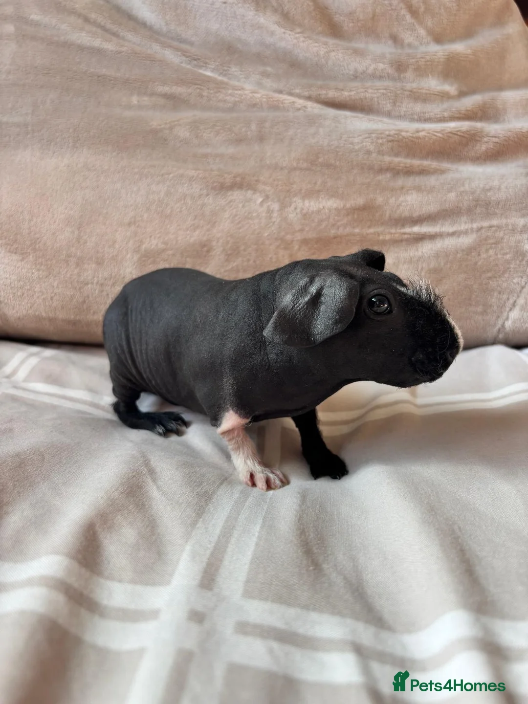 Guinea Pig rodents for sale: 2 beautiful bonded skinny pigs for sale - Advert 1