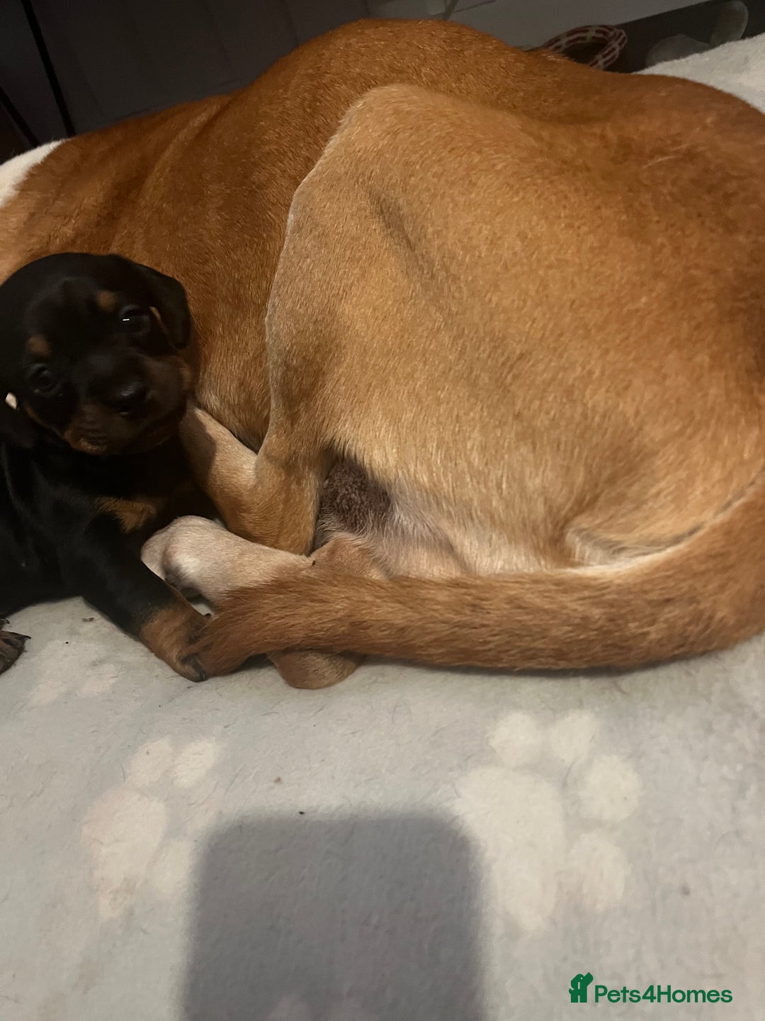 Mixed Breed dogs for sale: Miniature dachshund X French bulldog  - Image 29