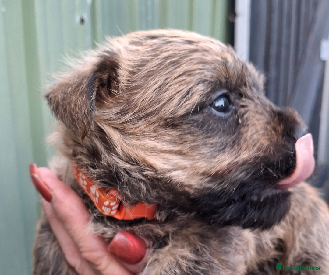 Cairn Terrier dogs for sale: Cracking litter of Cairn terriers - Image 10