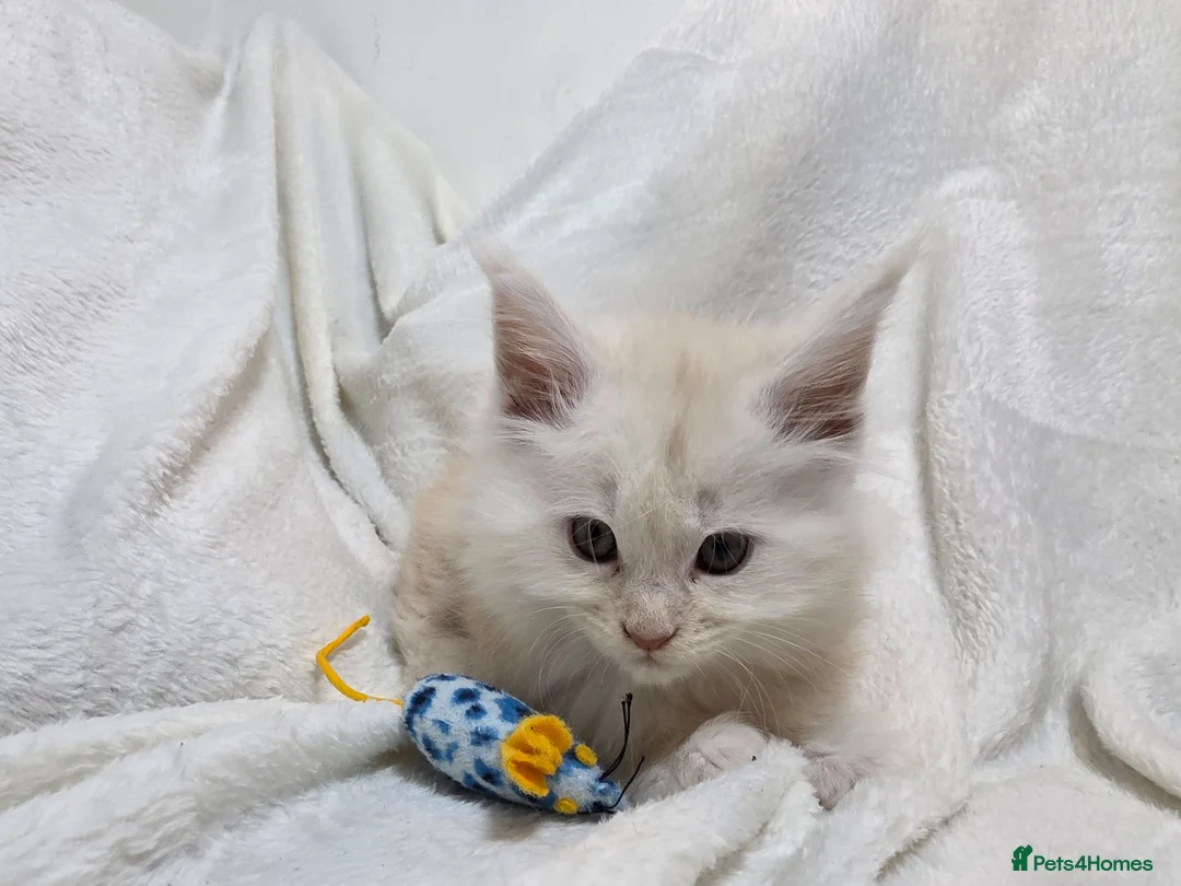 Maine Coon cats for sale: Maine Coon Kittens–Large Bloodline – Ready Now 🐾 - Advert 31