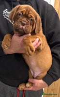 Dogue De Bordeaux dogs Outstanding Chunky KC DDB Puppies - Advert 2