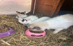 Ragdoll cats for sale: Ragdoll cross kittens  - Image 5