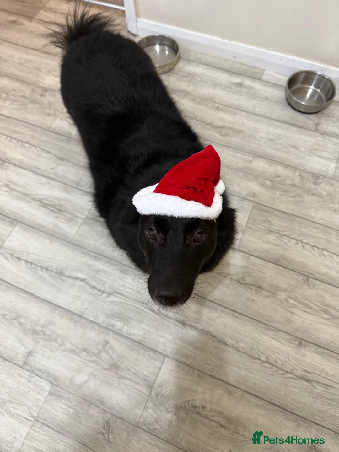 Mixed Breed dogs for sale: Beanie - Loveable Multi Breed Dog in Caerphilly - Advert 2