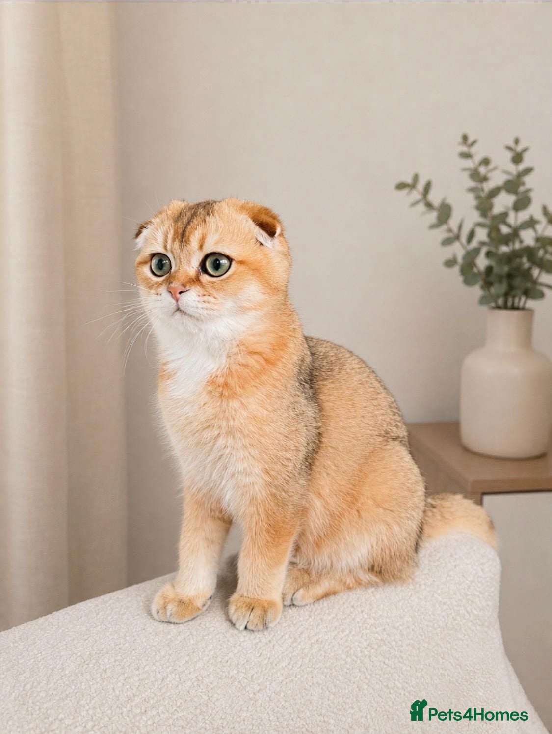 Scottish Fold cats 🐾 TICA Registered Scottish Fold Boy  🩵 - Advert 1