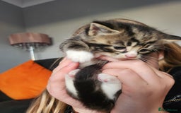 Mixed Breed cats for sale: 4 beautiful kittens ready - Image 4