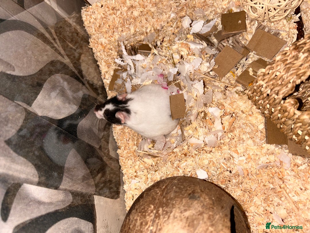 Hamster rodents for sale: Syrian hamster and set up - Image 2