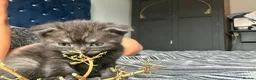Scottish Fold cats for sale: Scottish fold - Advert 2