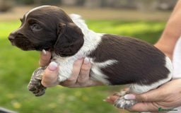 English Springer Spaniel dogs for sale: Spaniel puppies - Image 1