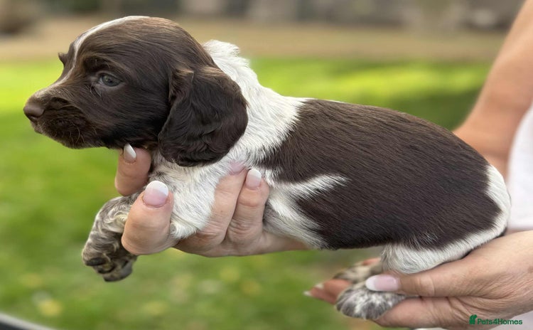 English Springer Spaniel dogs - Advert 1