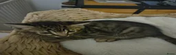 Bengal cats for sale: Bengal kittens ready to leave now! - Advert 12