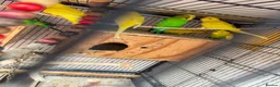 Budgerigars birds for sale: Budgies breeding pair  - Advert 7